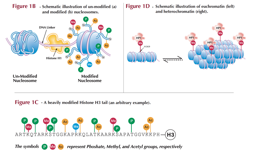 Illustrations of chromatin structure